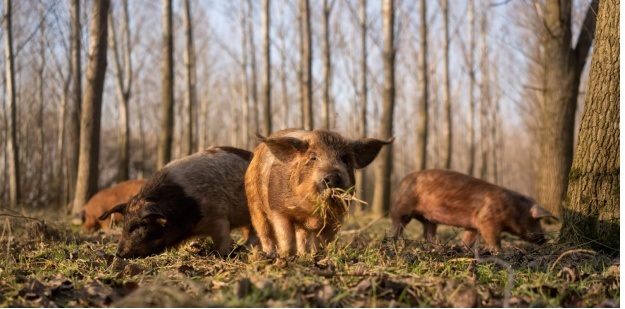 Varkens ingezet in Groningen om te helpen bij voedselproductie