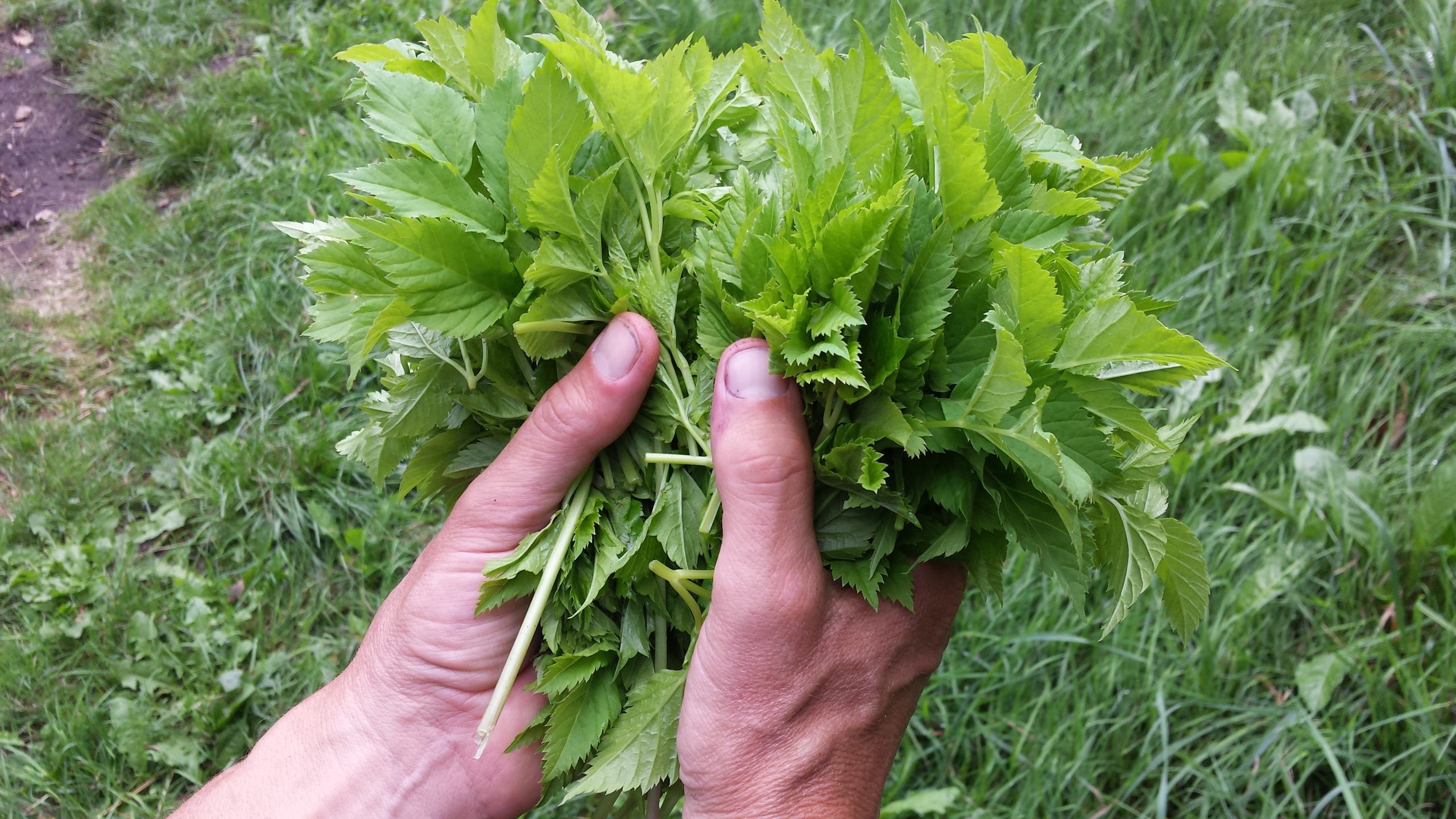 Kijk uit met wieden: zevenblad is niet alleen een lastige woekeraar, maar ook een heerlijke groente (recept)