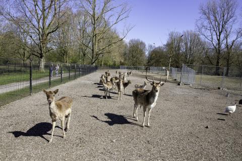 Herten vertrekken uit Stadspark Groningen