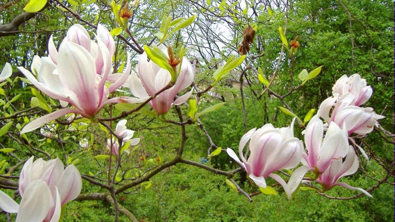 Magnolia, hazelaars en andere nieuwe bomen in de Mauritsstraat in de Oosterpoort