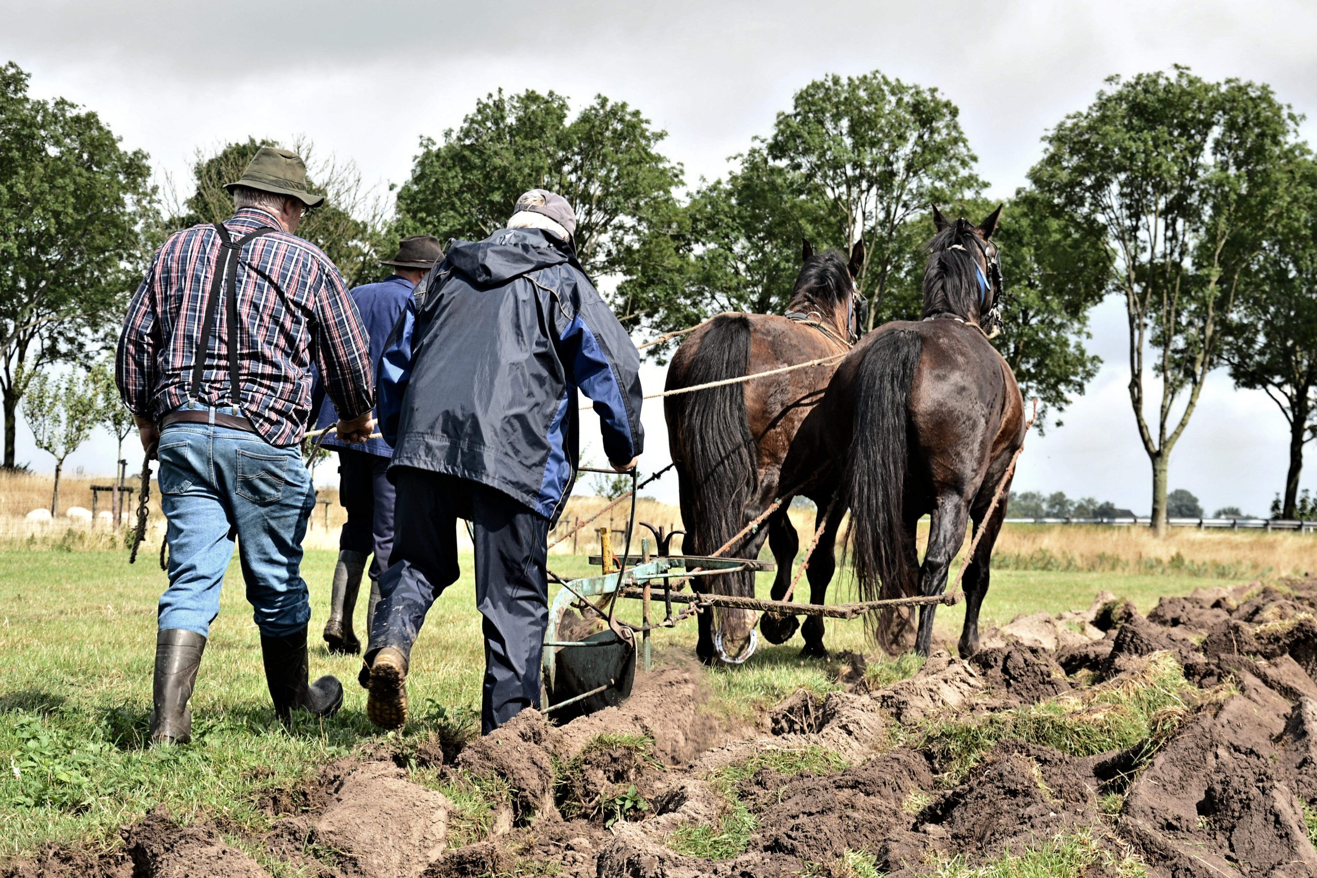 Ouderwetse tijden herleven in Groningen: ploegen met paarden