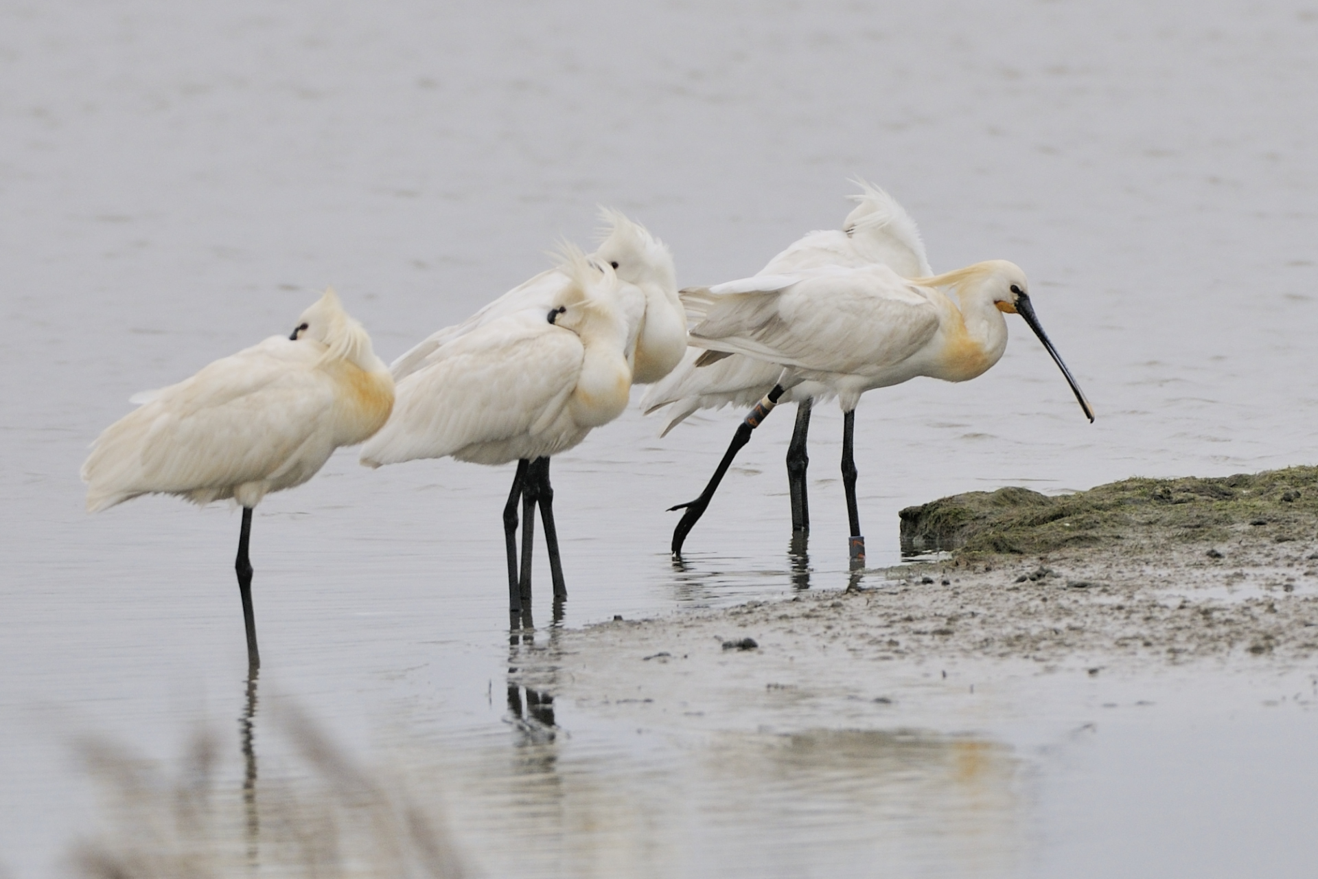 Wandeling van Groninger Landschap voor (beginnende) vogelkijkers