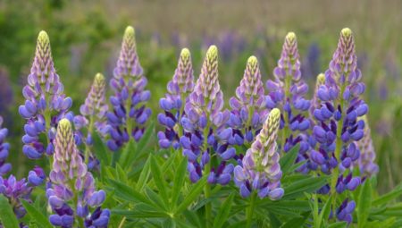 Lupine veelbelovend als voedingsmiddel en voor Europese landbouw, aldus Hanzehogeschool