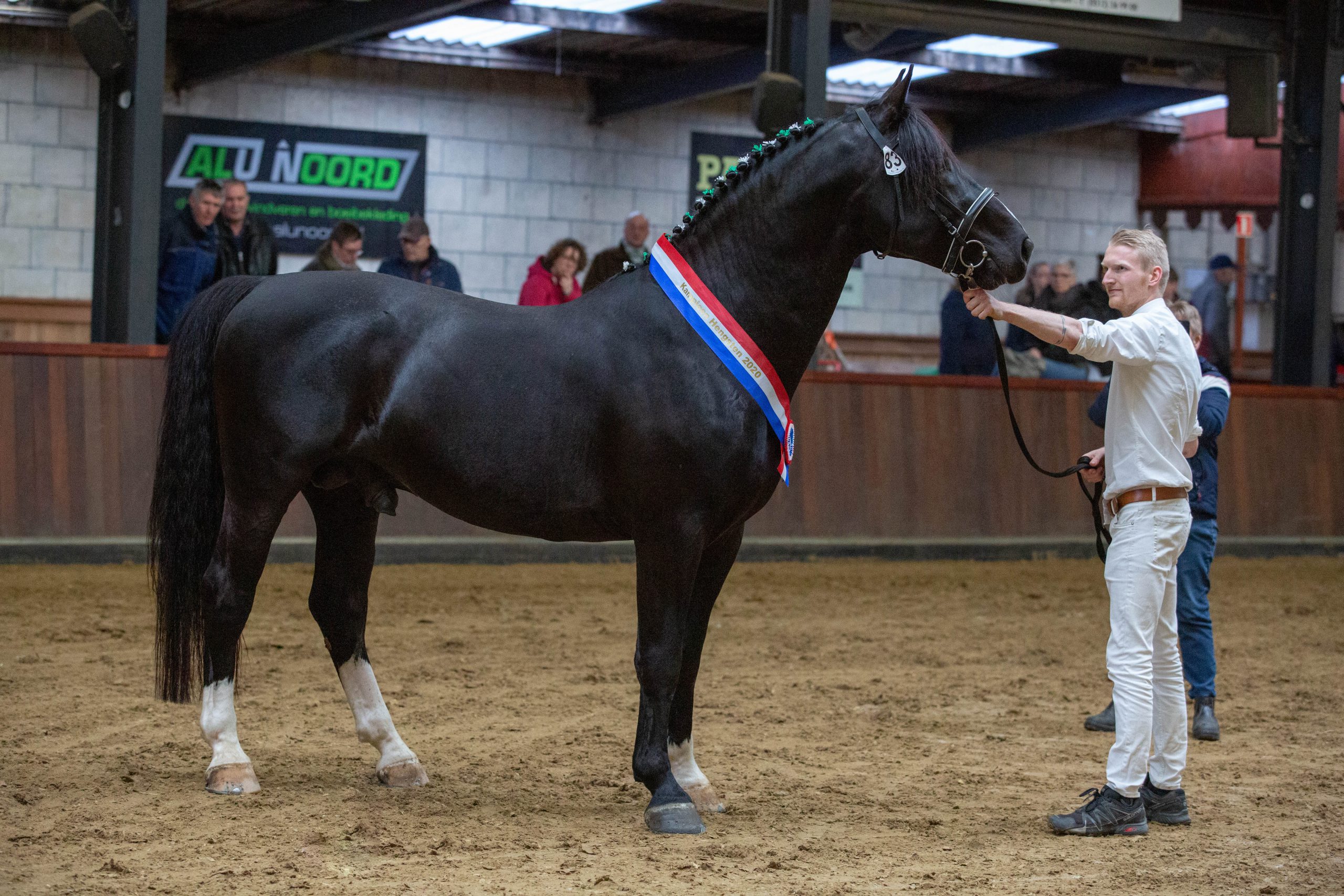 Het gaat de goede kant op met het Groninger Paard – vraag neemt toe