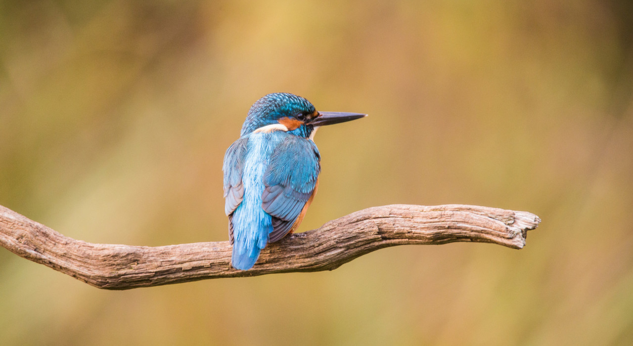 Koude winterweer funest voor aantal ijsvogels in Groningen