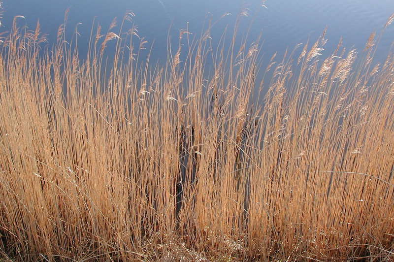 Provincie Groningen werkt aan terugkeer bijna verdwenen waterriet Lauwersmeer