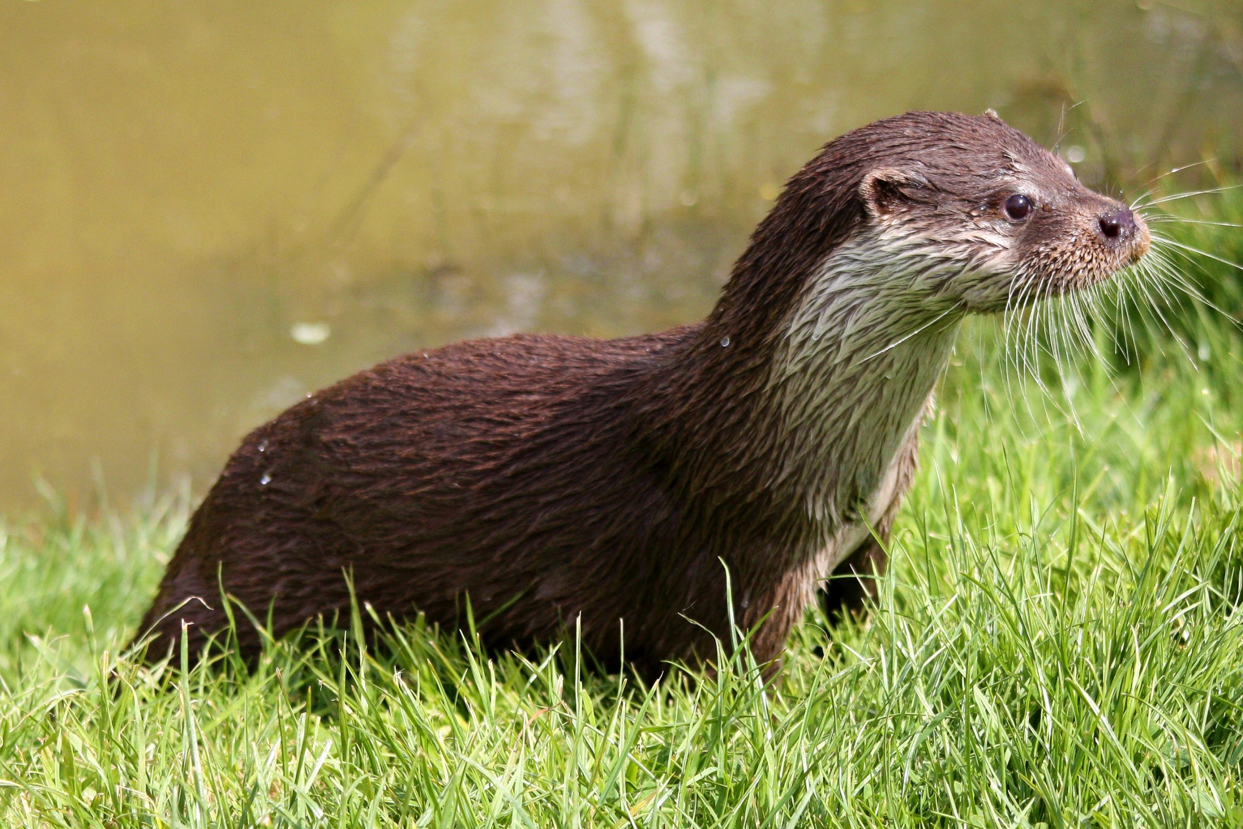 Opnieuw otter in Groningen: nu in Meerstad