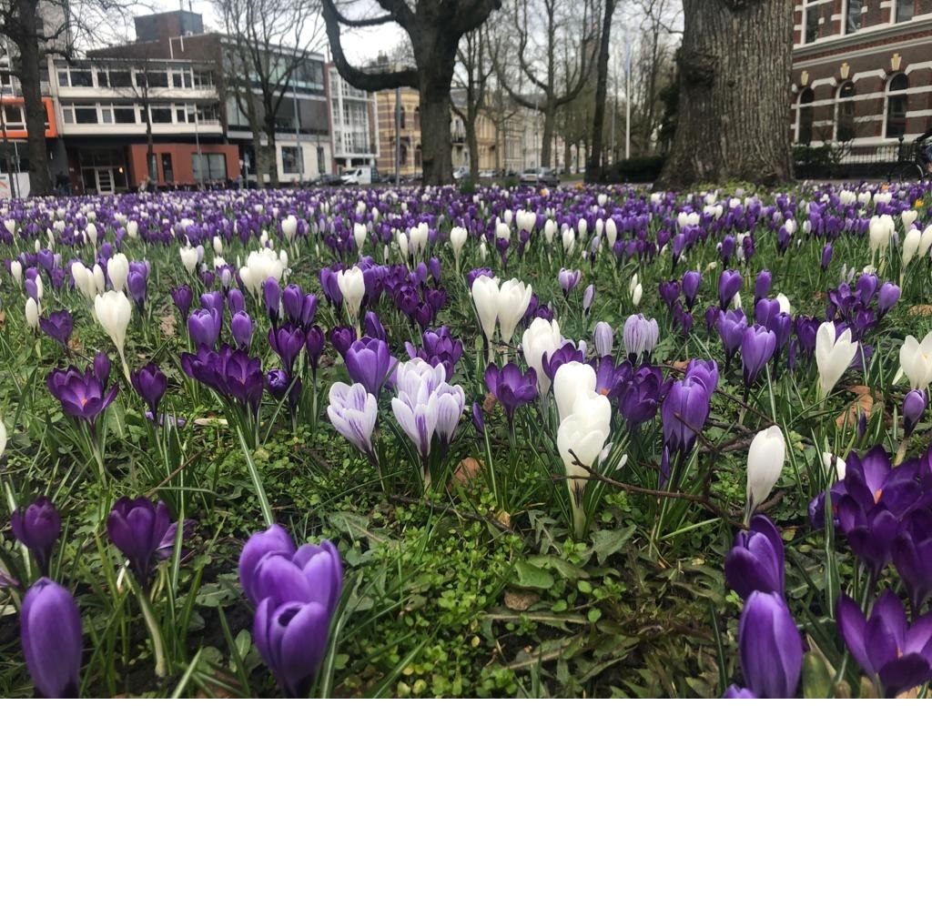 Aan het Hereplein is het volop lente - krokussen bloeien uitbundig