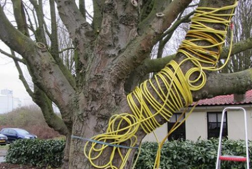 Positieve resultaten met warmtebehandeling zieke kastanjebomen Groningen