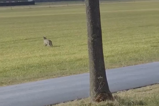 Mogelijk wolf gespot bij Blijham en Bellingwolde: bekijk de beelden en oordeel zelf!