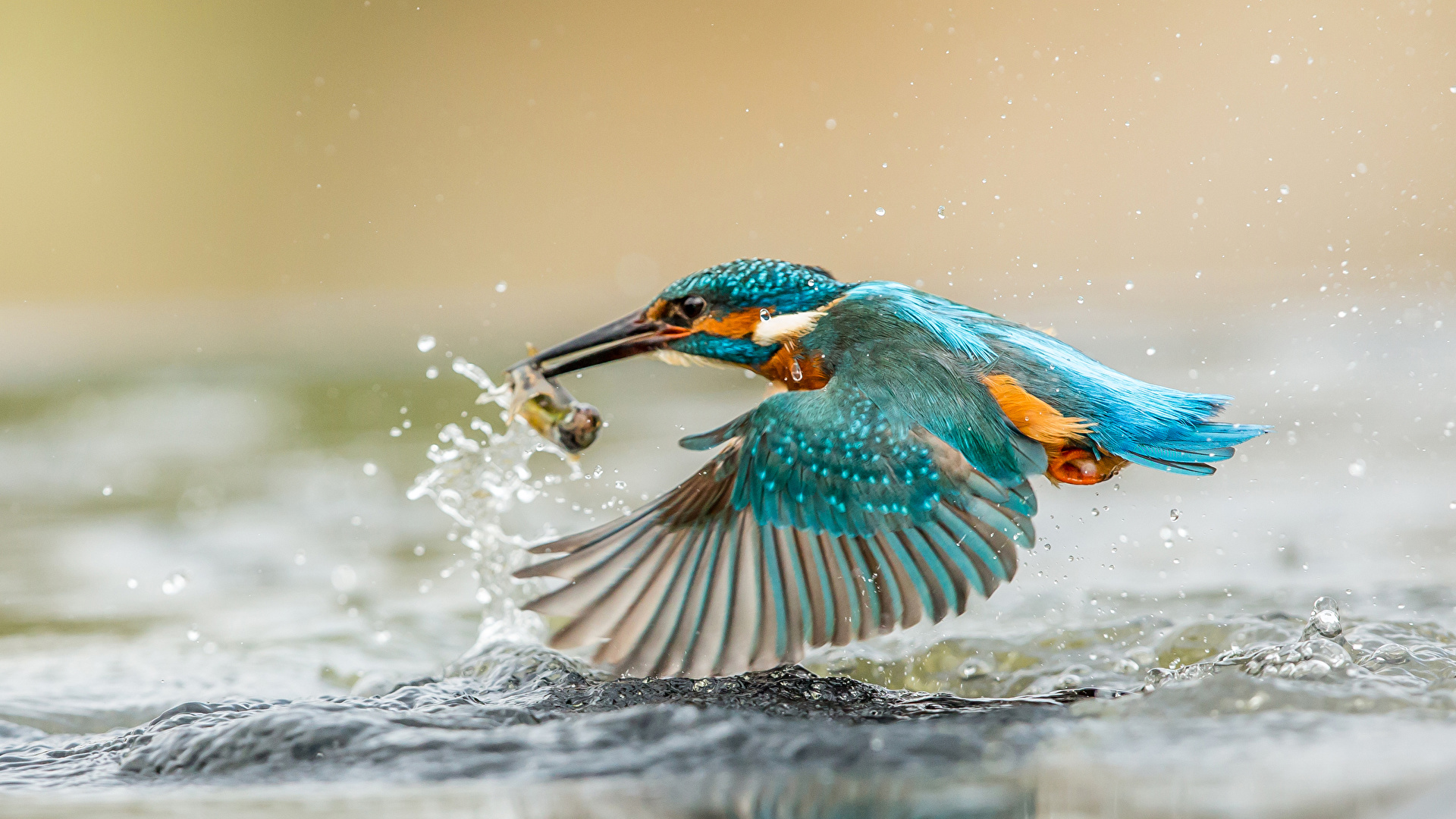 Meer vogels en zoogdieren in Stadspark door minder vaak te maaien