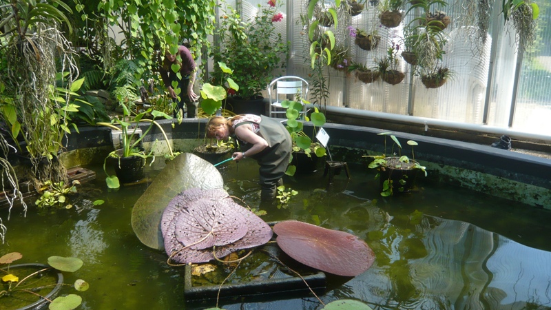 Hortus Haren: zorgen in gemeenteraad Groningen om toekomstige functie