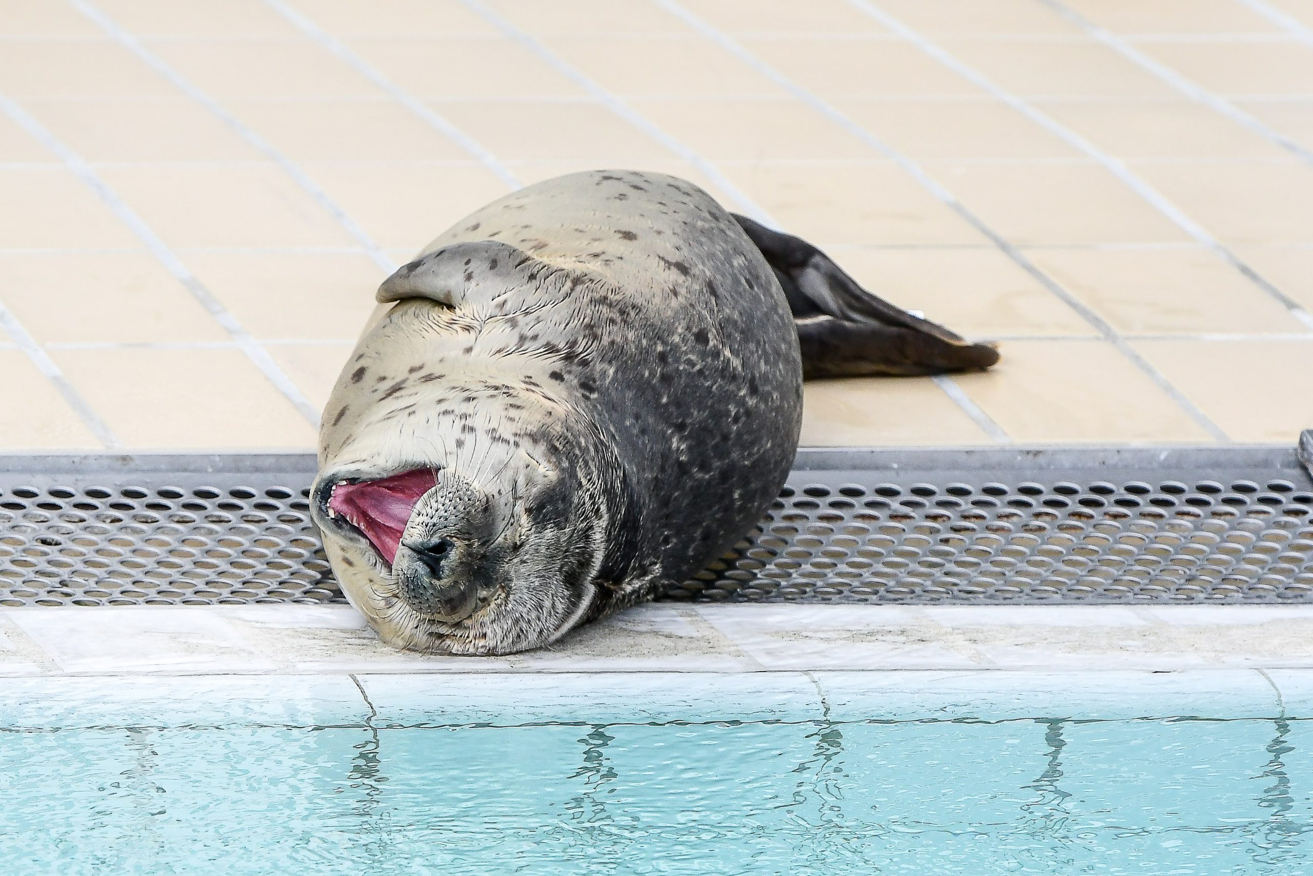 Eén miljoen TikTok-volgers voor Groningse zeehond