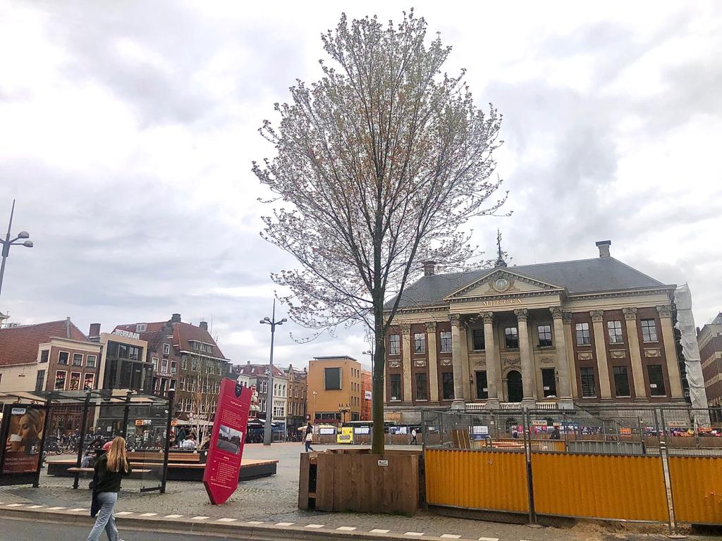 Opnieuw tijdelijke bomen geplaatst op weg naar groenere Grote Markt in Groningen