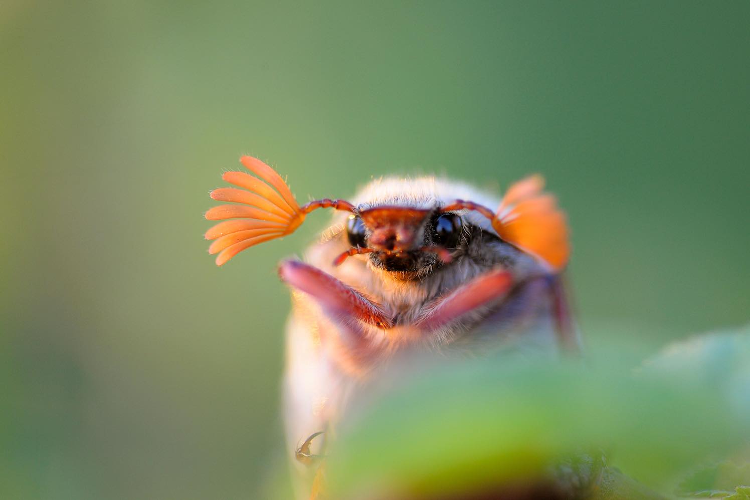 Expositie op Grote Markt om aandacht te vragen voor belang insecten