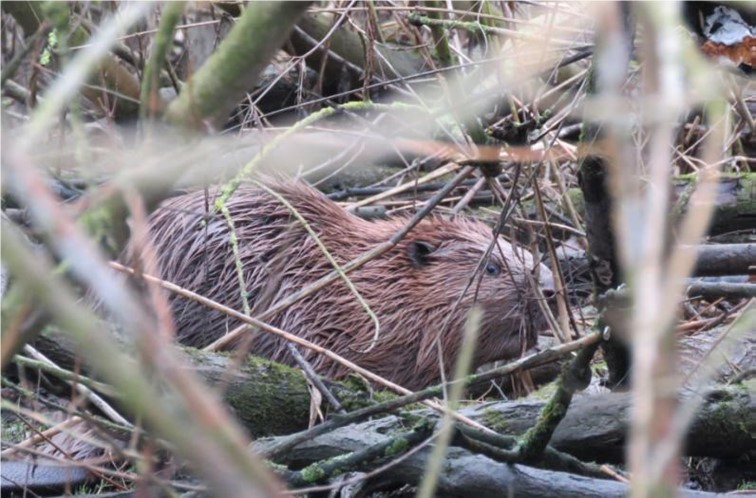 Bever in Appingedam: waterschap wil hem verplaatsen naar “veilig” gebied