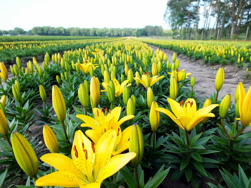 Groningse rechtbank: "Geen bestrijdingsmiddelen meer nabij natuurgebieden"