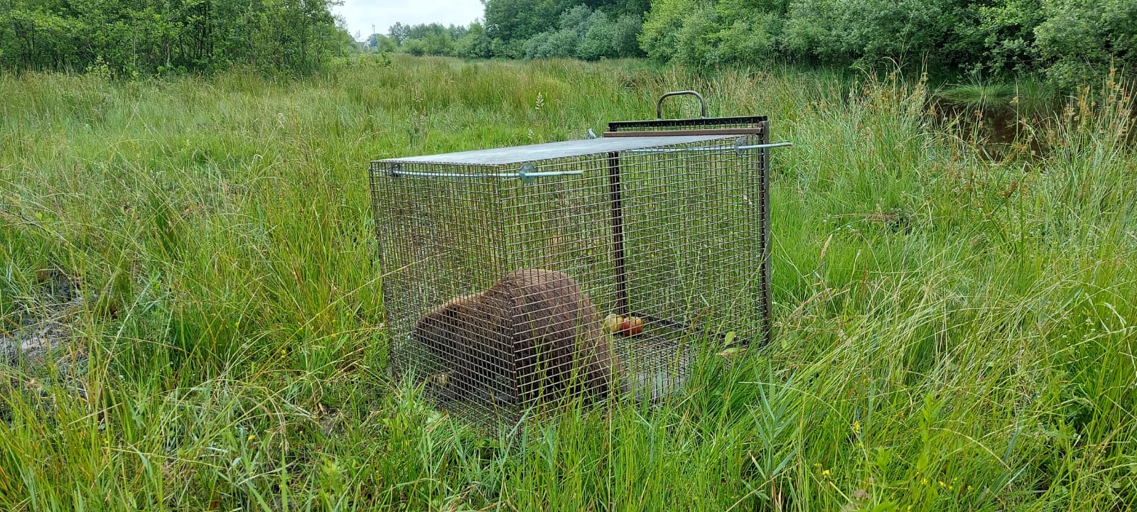 Bij Appingedam gevangen bever weer uitgezet in prachtig natuurgebied