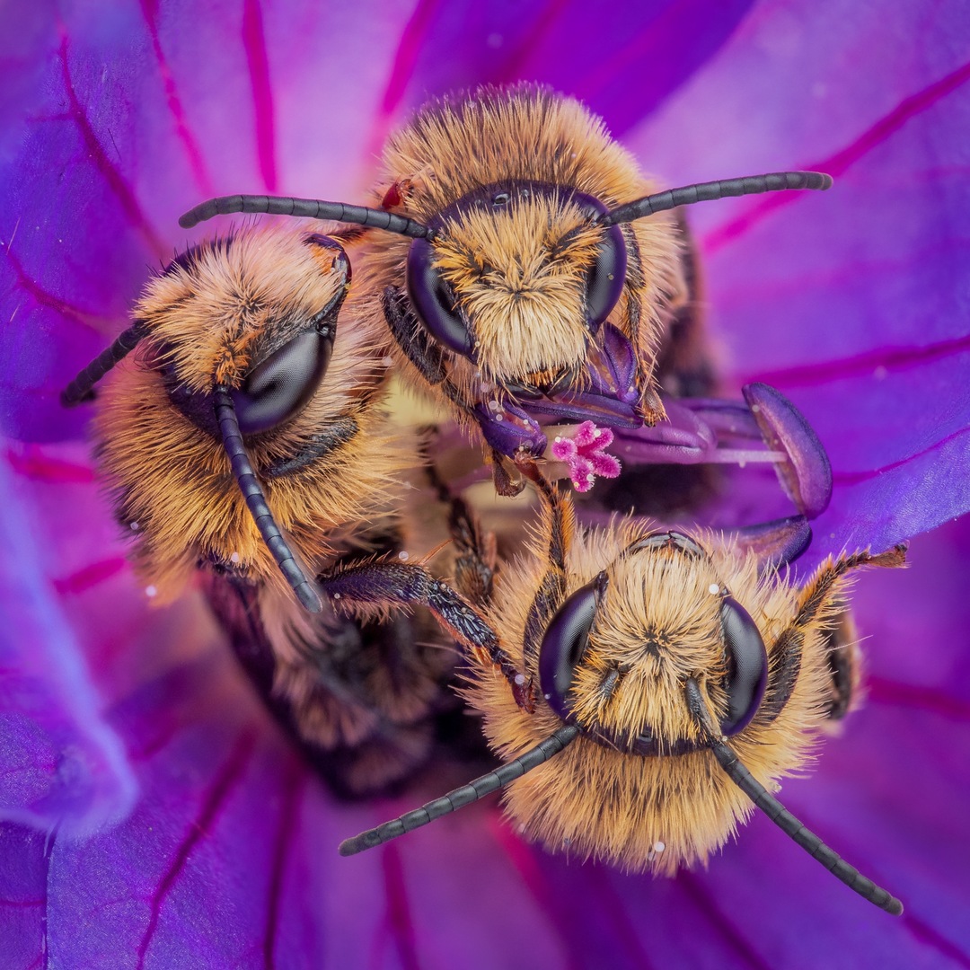 Groninger wint eerste prijs fotowedstrijd National Geographic