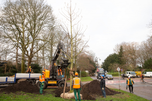 Nieuwe ‘sprookjesboom’ in het Noorderplantsoen