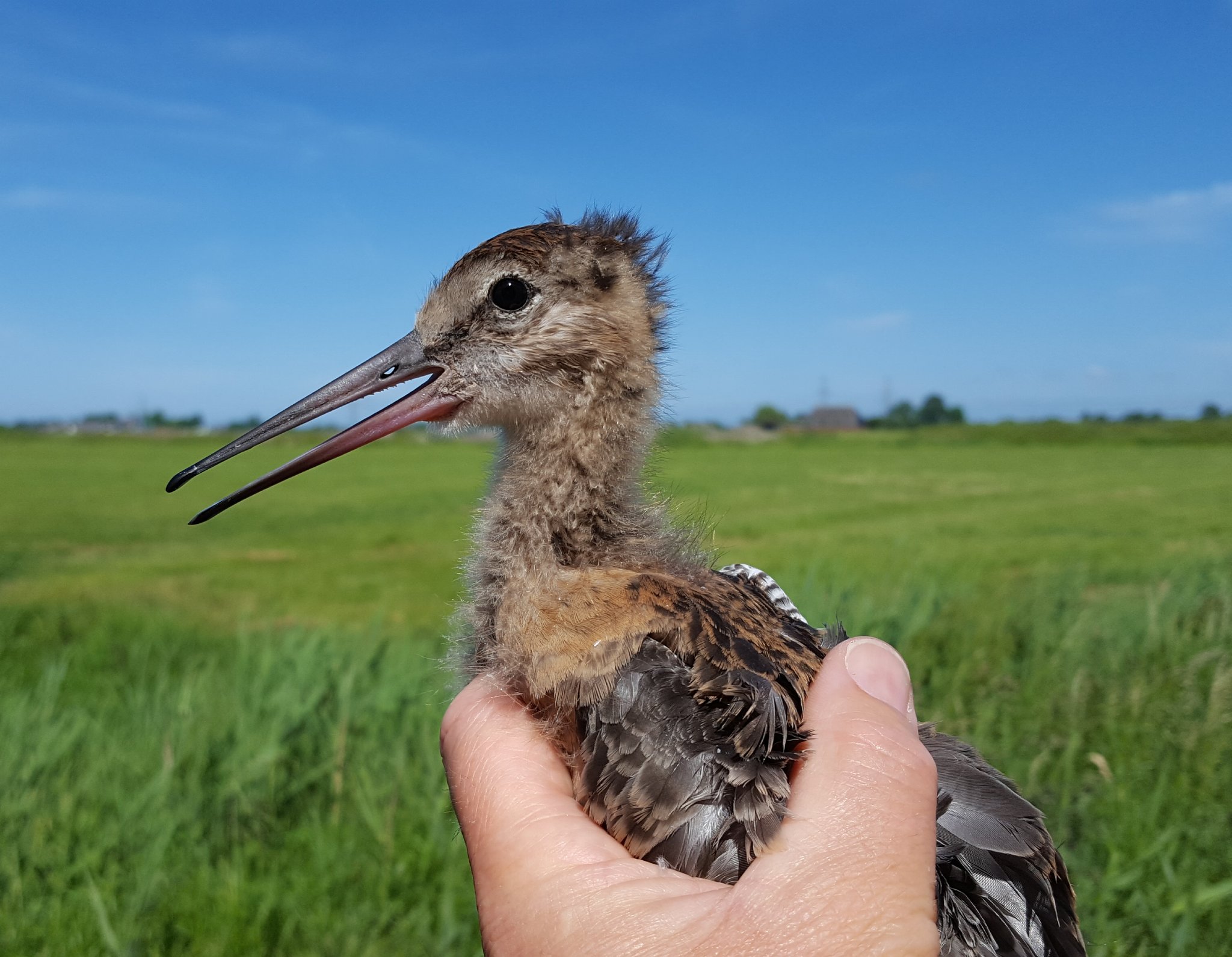 Uitbreiding weidevogelgebied in Groningen; zeventig hectare bij Ezinge