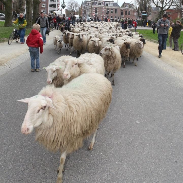 Werk aan de winkel voor schaapskudde in Groningen