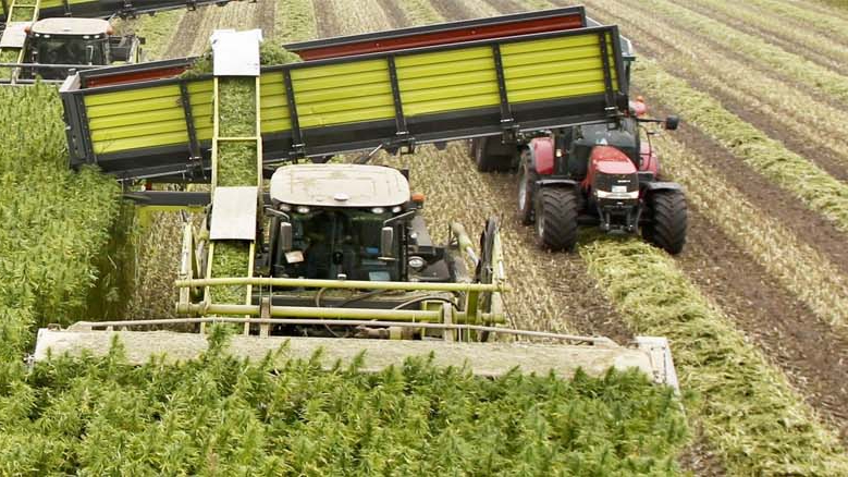 Eerste duurzame ‘hennepwijk’ van Nederland komt in Groningen