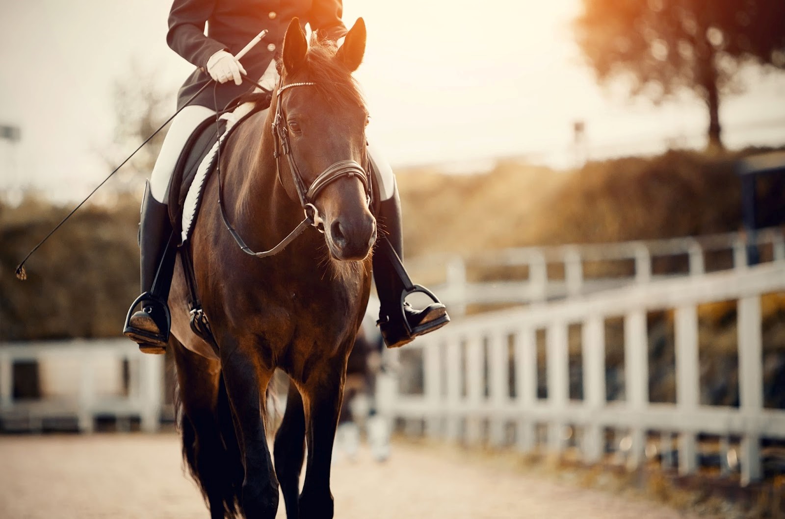 11 maanden cel voor oproep op hol laten slaan politiepaarden