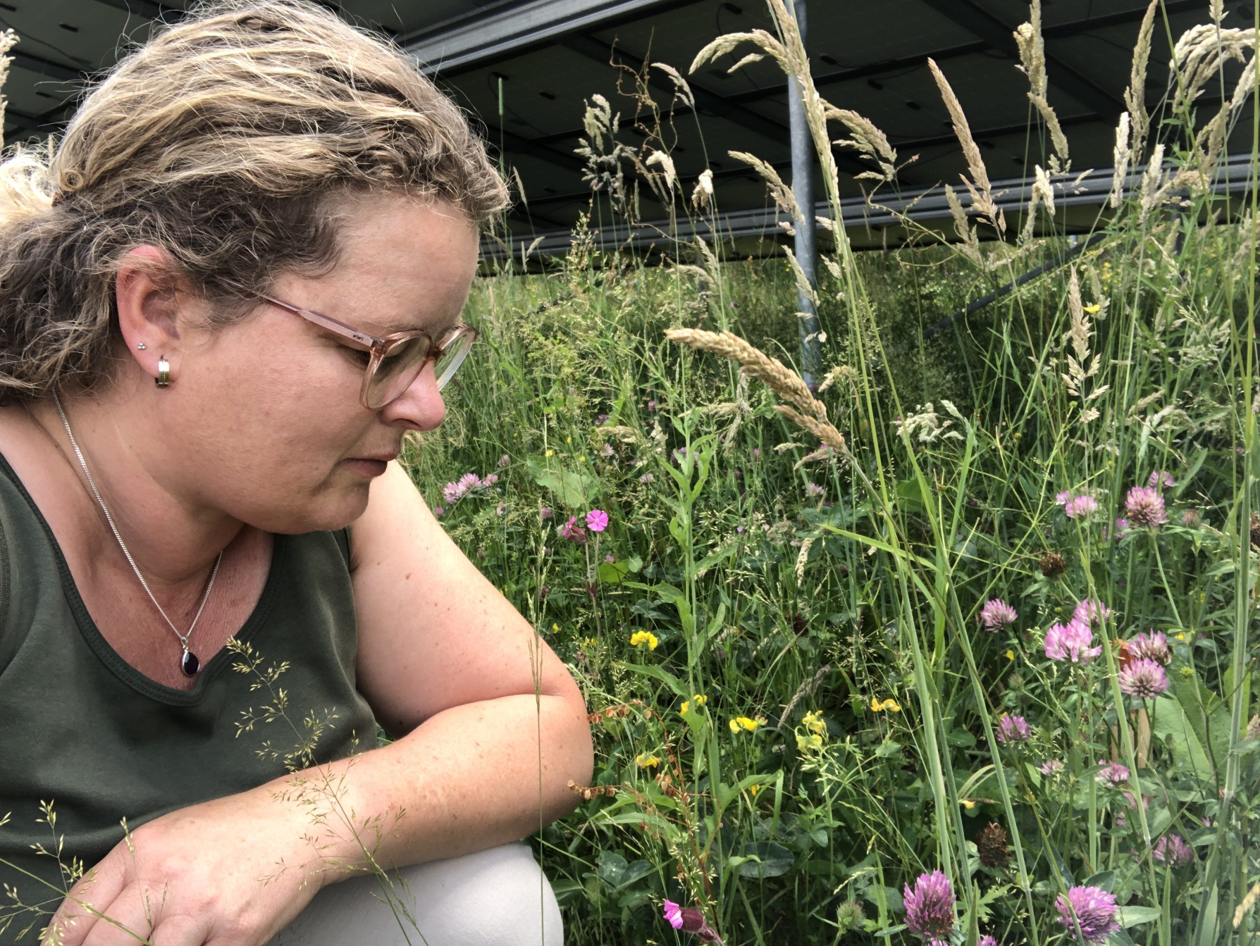 Rondleidingen biodiversiteit op zonnepark Vierverlaten op landelijke Open Energiedag