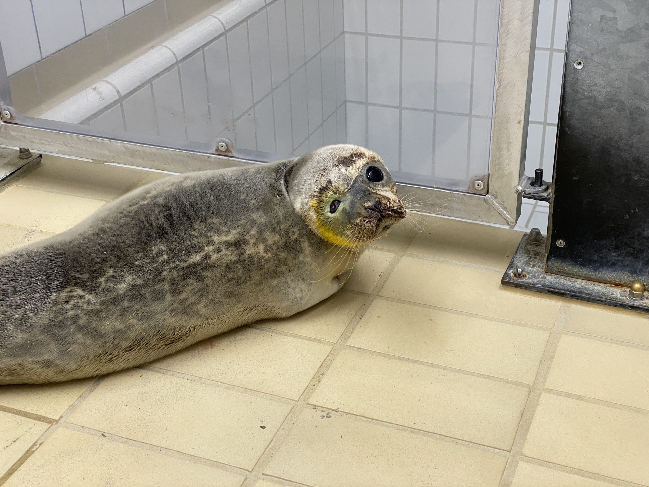 Opnieuw verstrikte zeehond naar Pieterburen