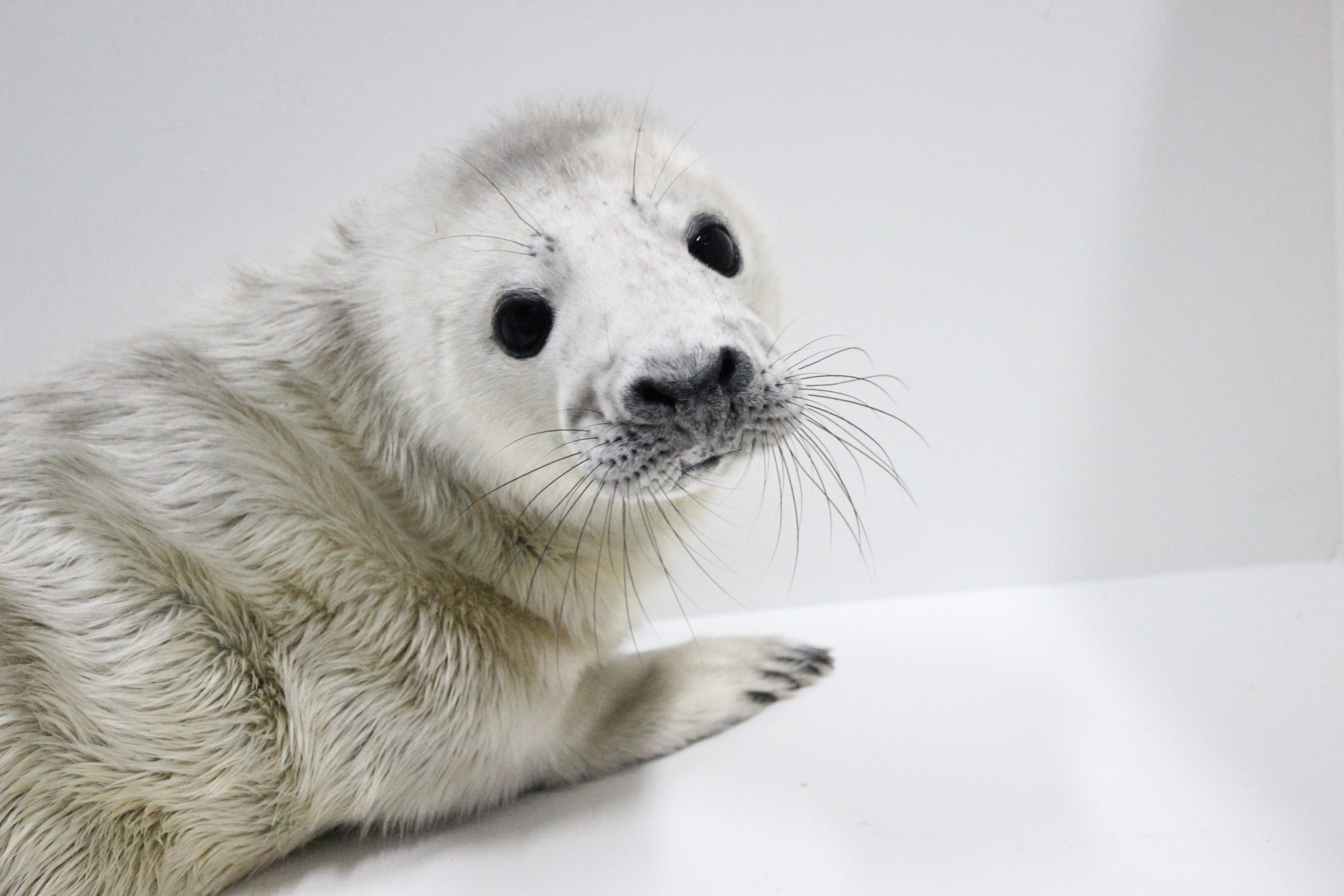 Eerste zeehondenpup van het winterseizoen binnengebracht in Pieterburen