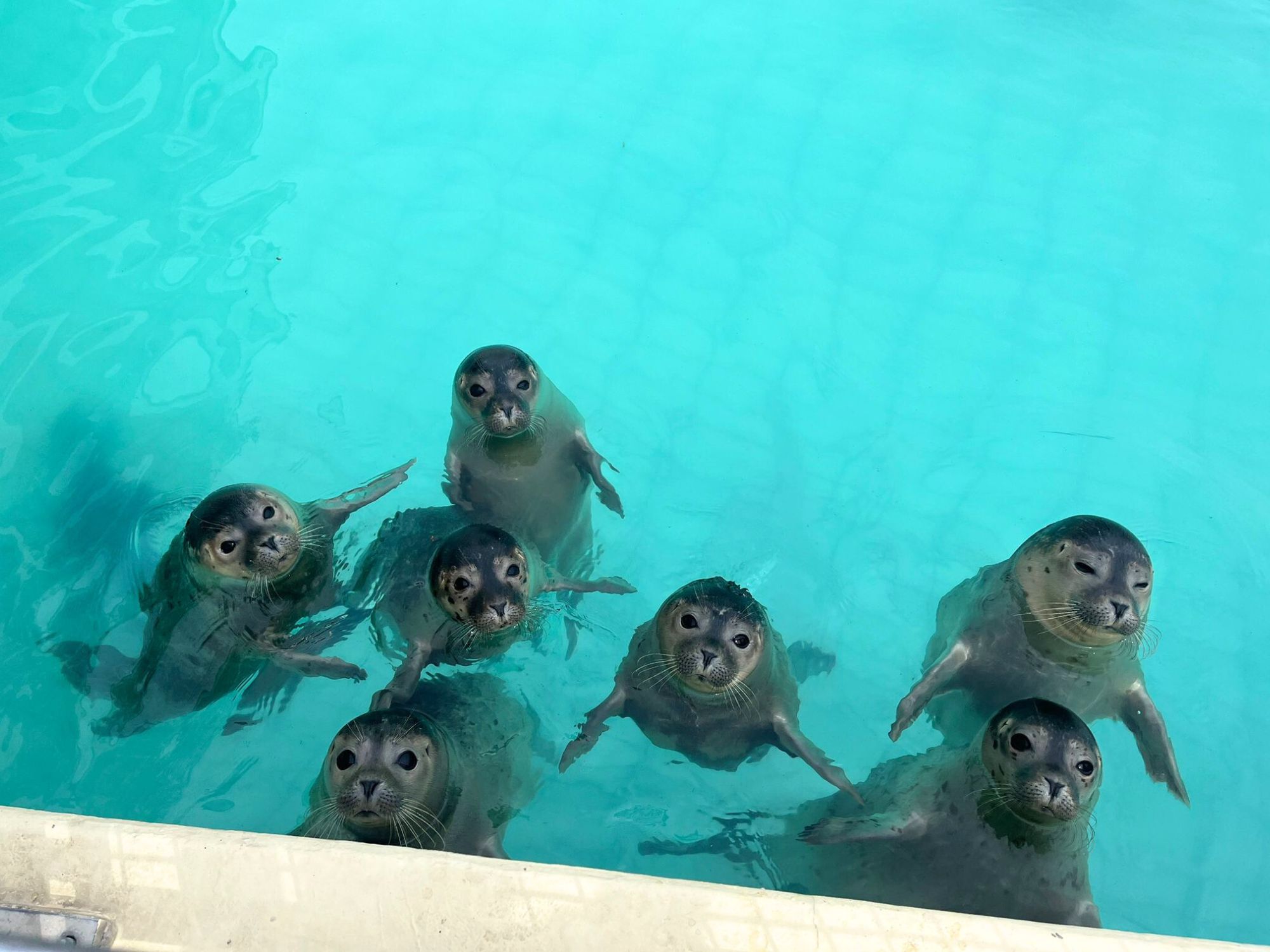 Foto | Zeehondencentrum Pieterburen