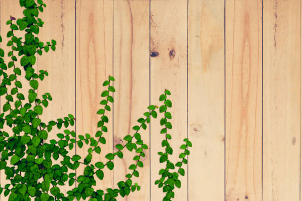 Green leaves cover on wooden wall. Vintage color.