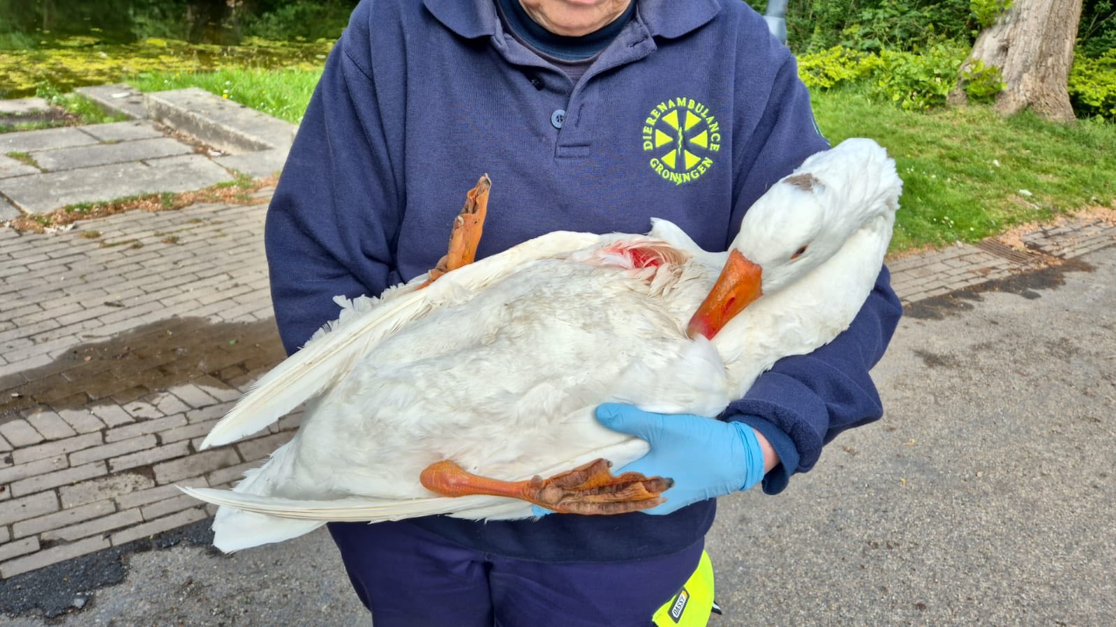 Foto | Dierenambulance Groningen