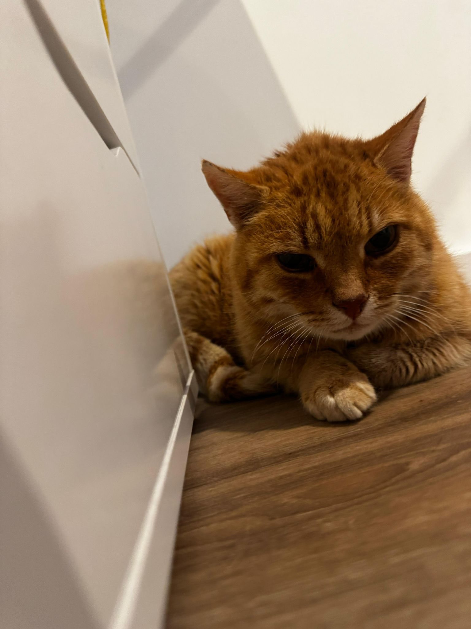 Foto | Facebook van Dierenambulance Groningen