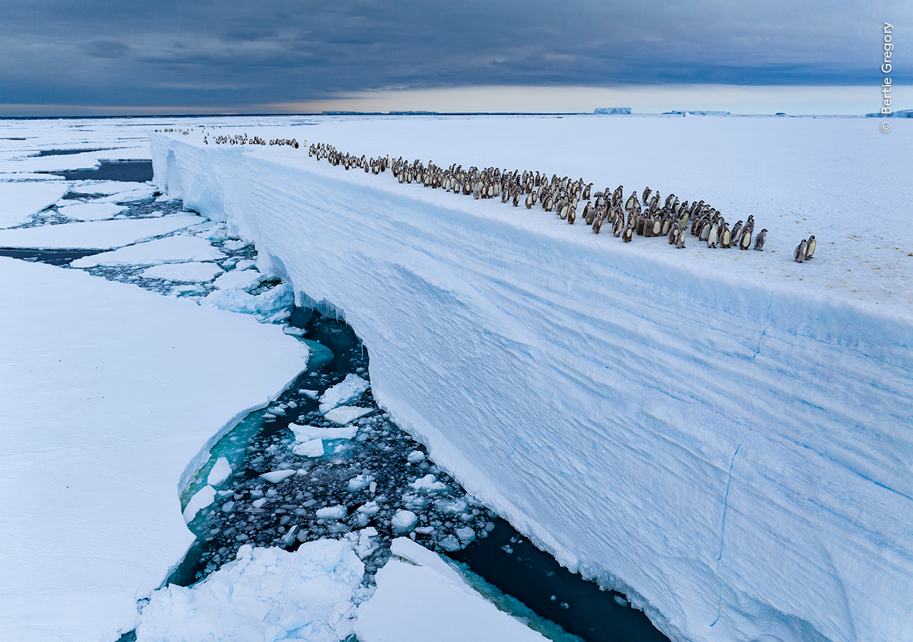 NL - Ice Edge Journey door Bertie Gregory, Verenigd Koninkrijk. Categorie: Dieren in hun omgeving