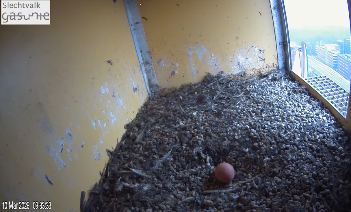 Screenshot livestream op YouTube