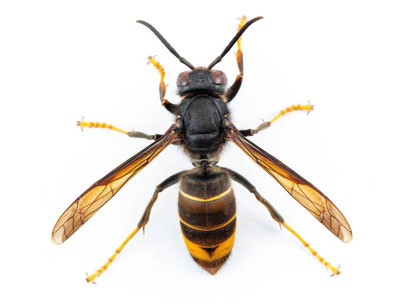 Aziatische hoornaar. Foto: provincie Groningen