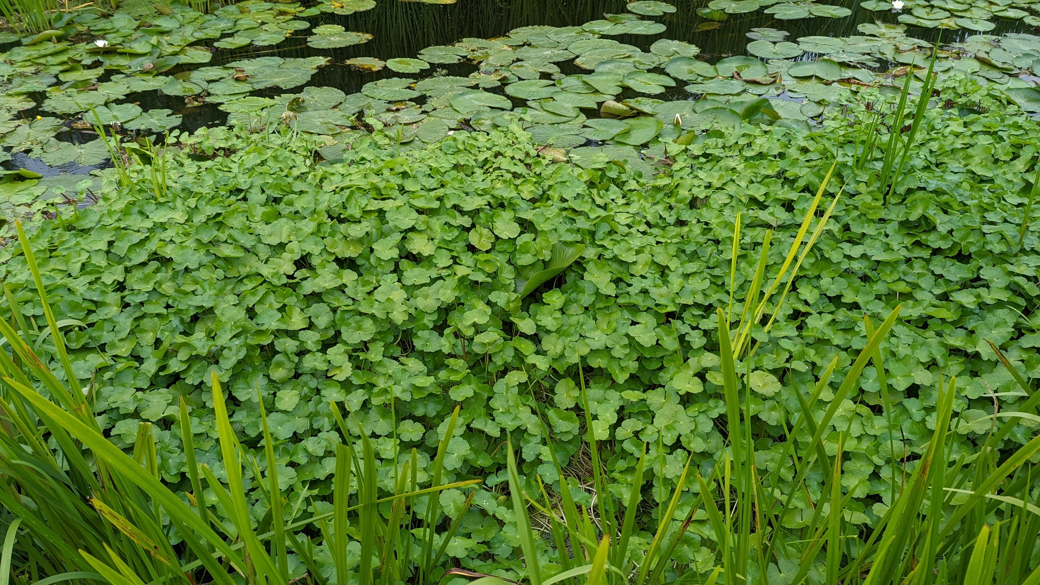 Foto | Michel Langeveld, Creative Commons Attribution-ShareAlike 4.0 (CC BY-SA 4.0). File: “Hydrocotyle ranunculoides (July 6, 2022).