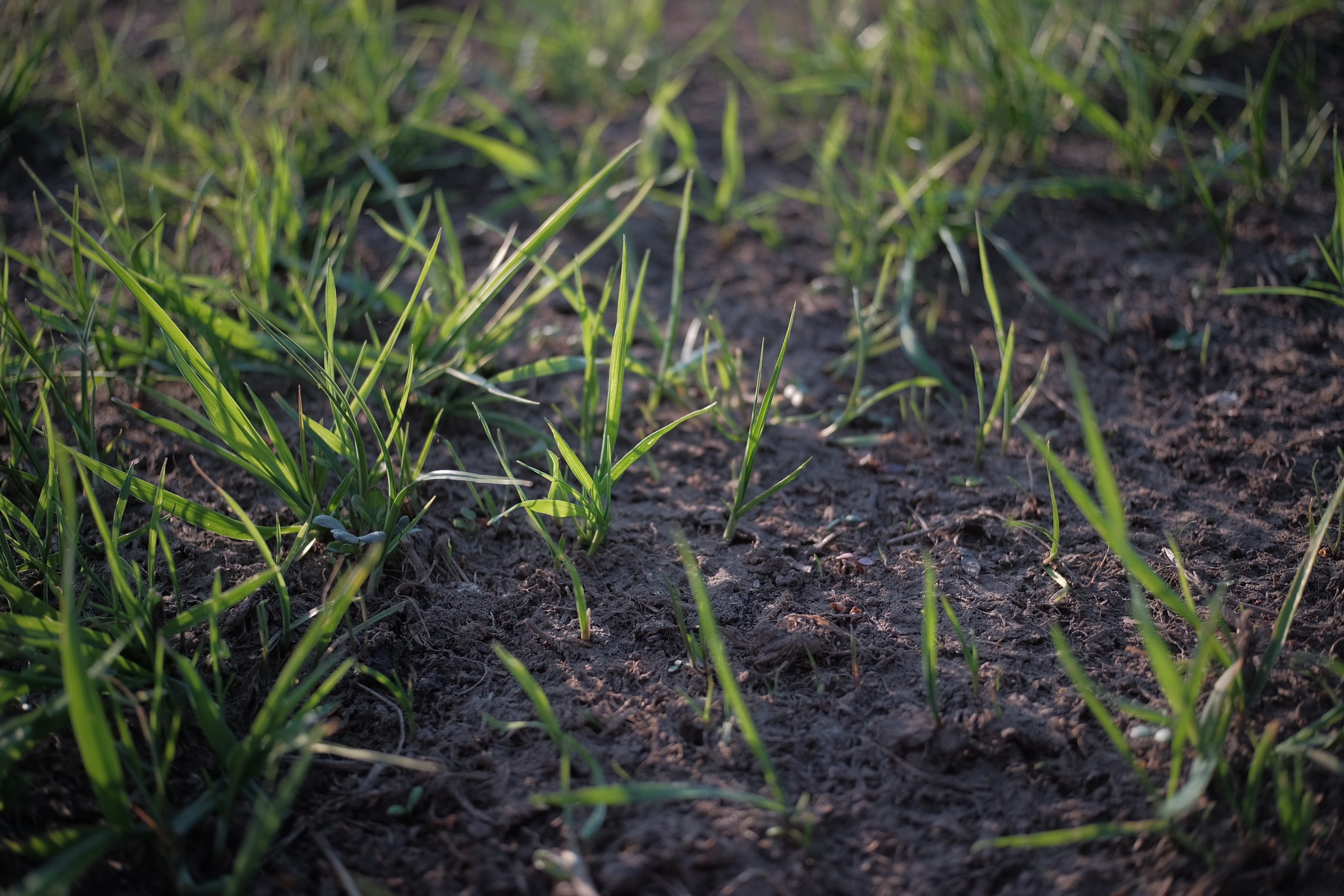 A closeup shot of fresh green plants on a blurred background
